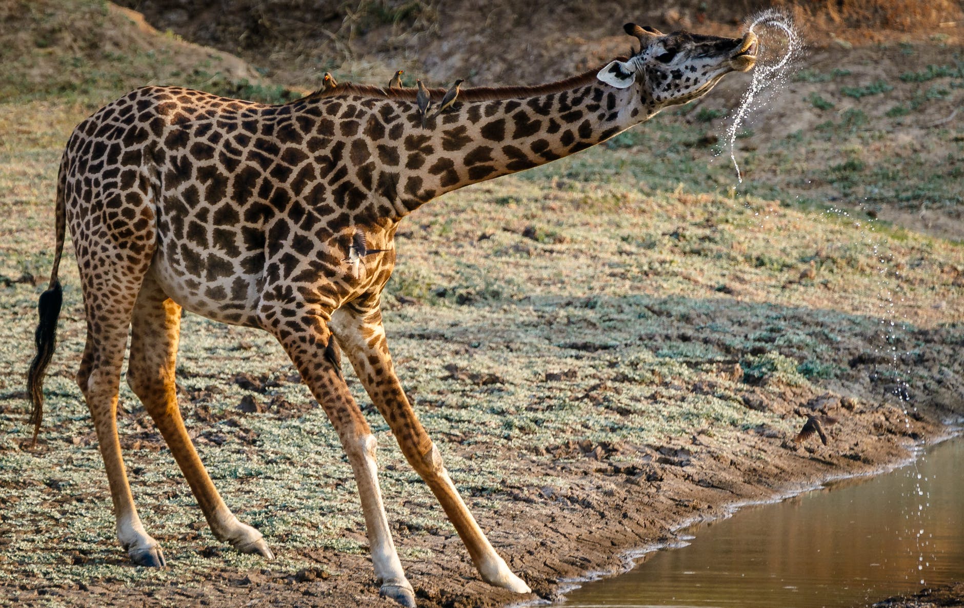 giraffe drinking water