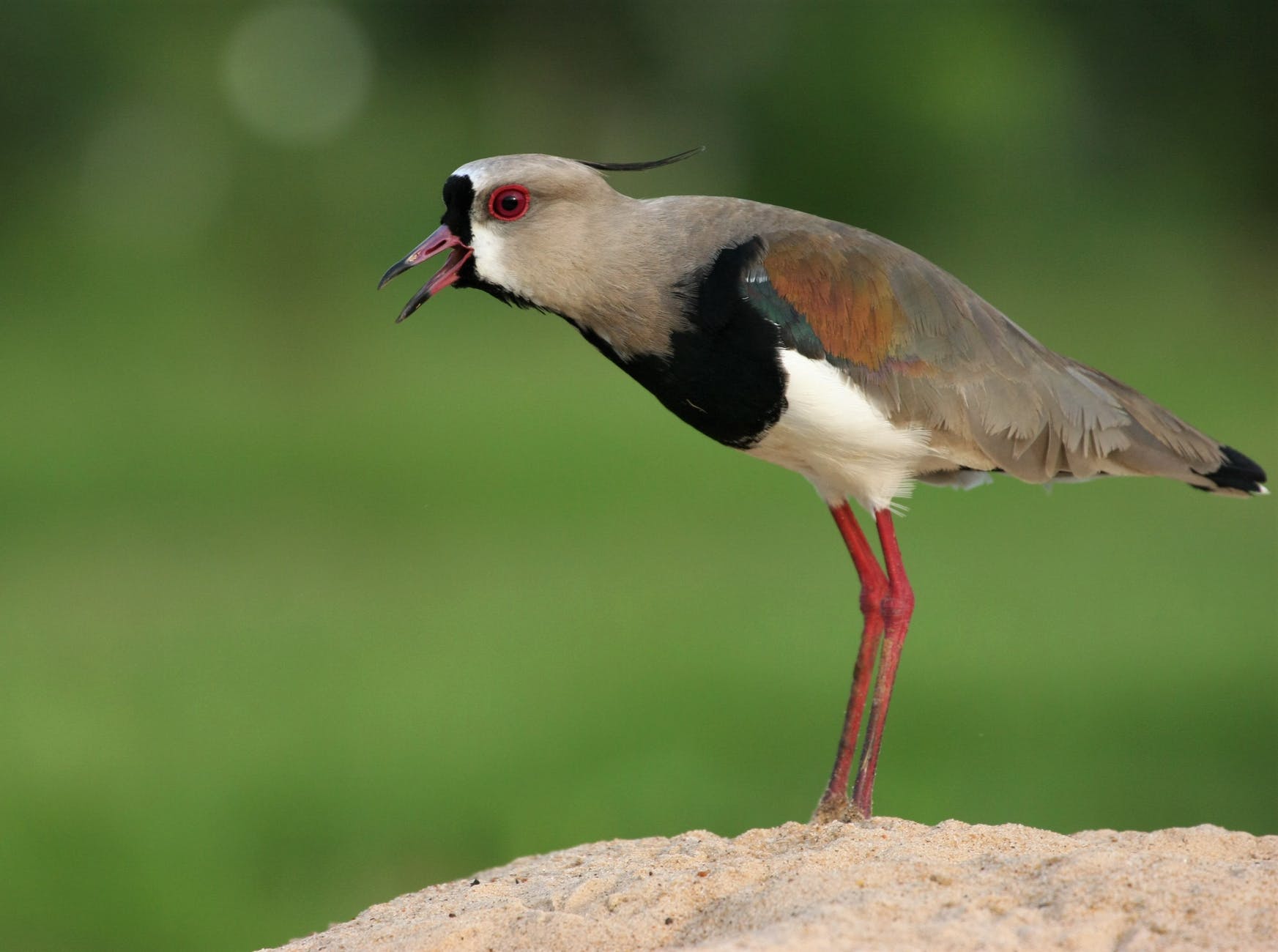 close up photo of bird perched on sand