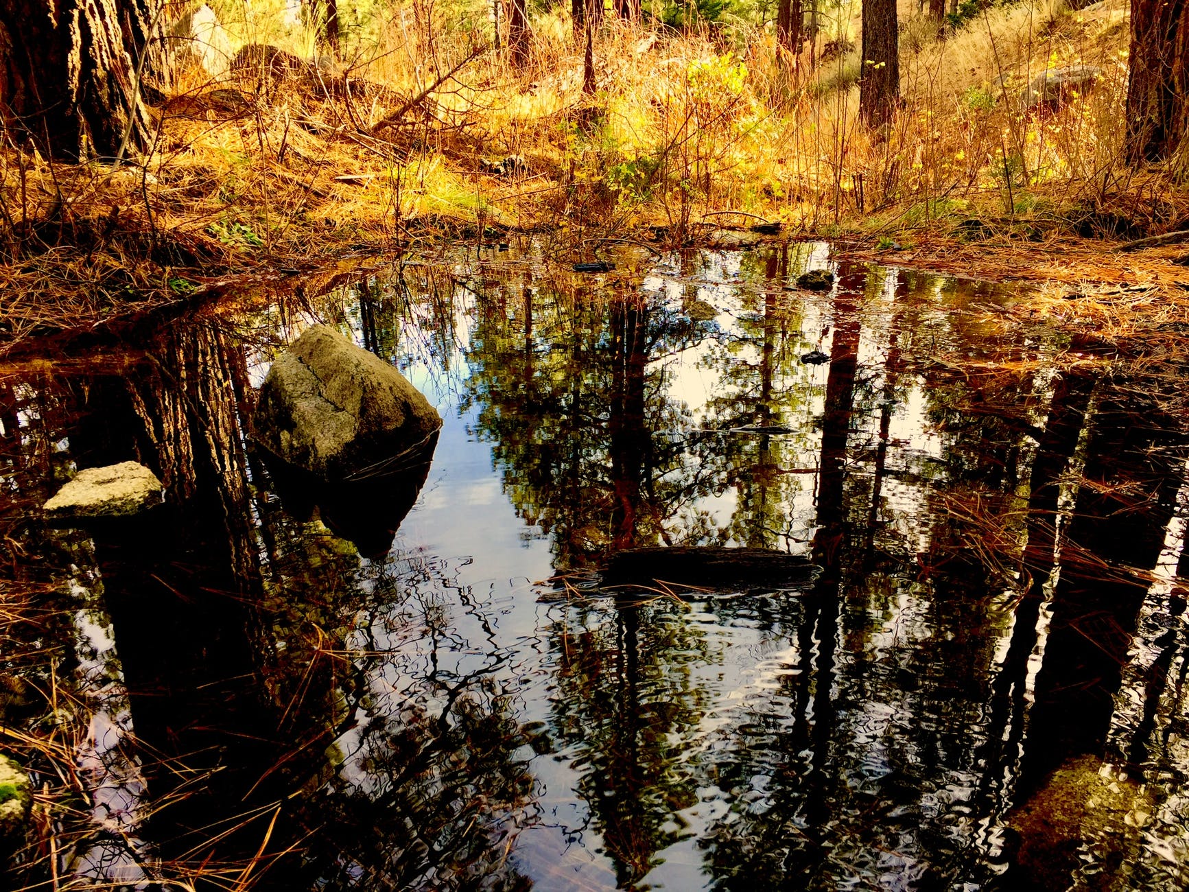 body of water in forest