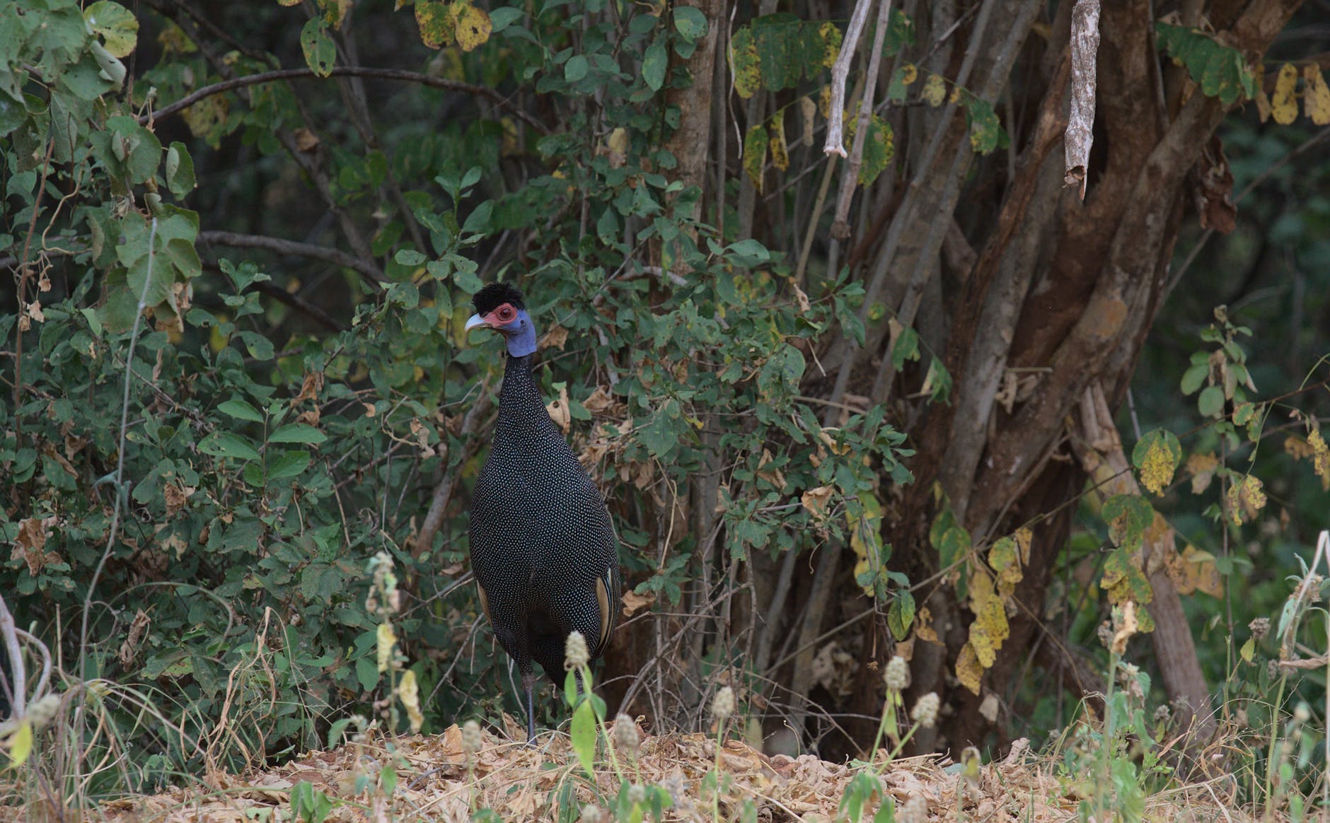 wood bird blue bush